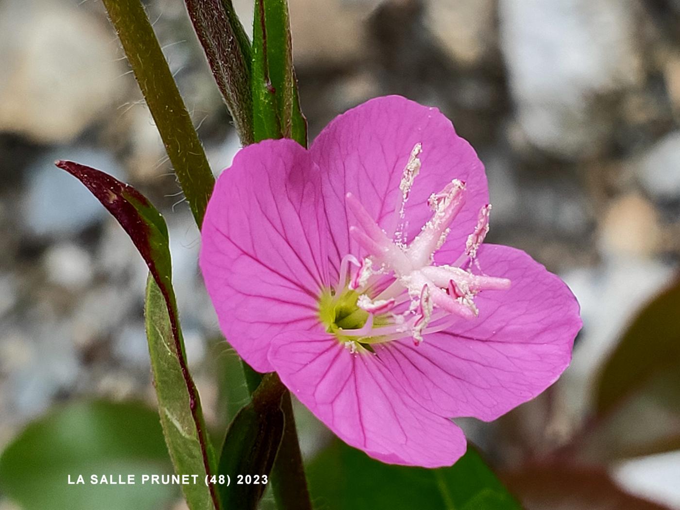 Evening Primrose, Rosy flower